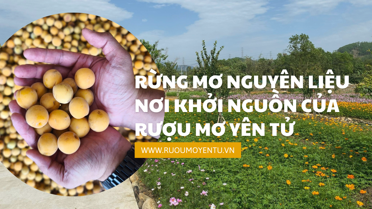 Rừng Mơ Nguyên Liệu - Nơi Khởi Nguồn Của Rượu Mơ Yên Tử
