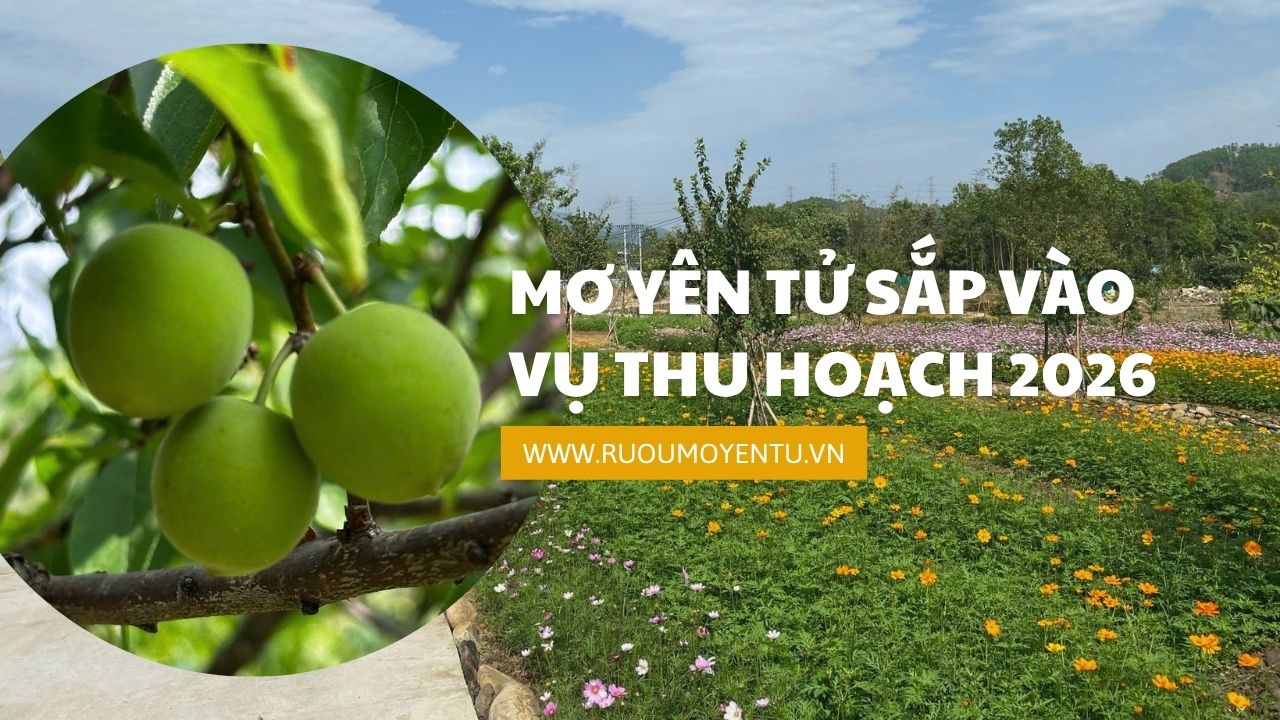 MƠ YÊN TỬ SẮP VÀO VỤ THU HOẠCH 2026 - HÀNH TRÌNH TỪ RỪNG NGUYÊN LIỆU ĐẾN GIỌT RƯỢU TINH TÚY MƠ YÊN TỬ SẮP VÀO VỤ THU HOẠCH 2026 - HÀNH TRÌNH TỪ RỪNG NGUYÊN LIỆU ĐẾN GIỌT RƯỢU TINH TÚY