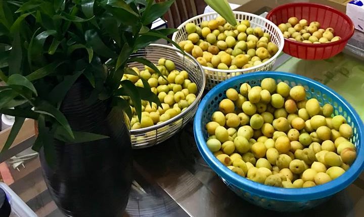 Quả mơ vàng Yên Tử tươi chín mọng dùng ngâm rượu truyền thống