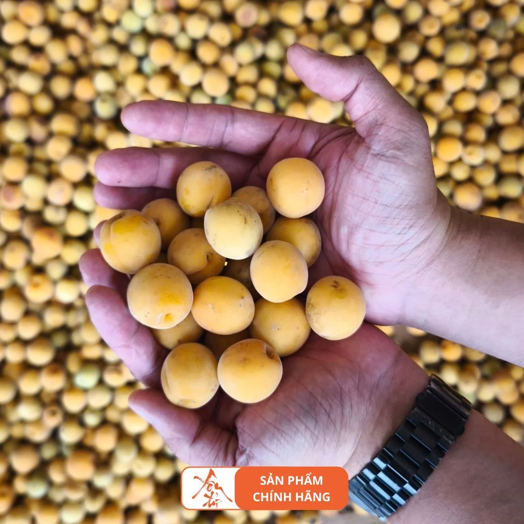 Những quả mơ Yên Tử chín vàng mọng tươi ngon chọn lọc ngâm rượu