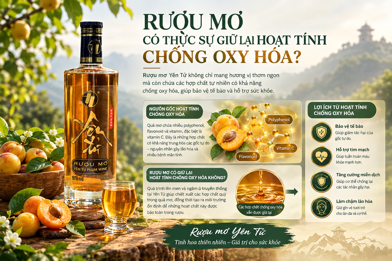 Rượu mơ Yên Tử giữ lại hoạt tính chống oxy hóa từ polyphenol trong quả mơ rừng
