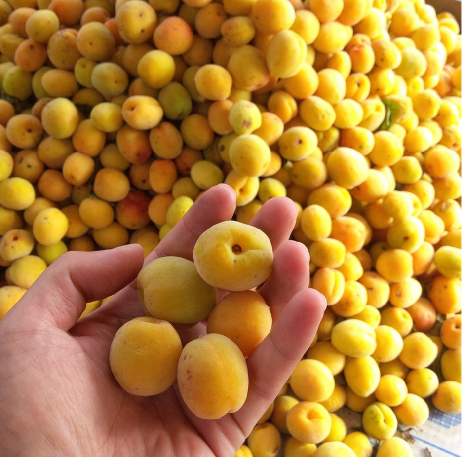 chọn quả mơ lông vàng chín tới ngâm rượu không bị teo tóp